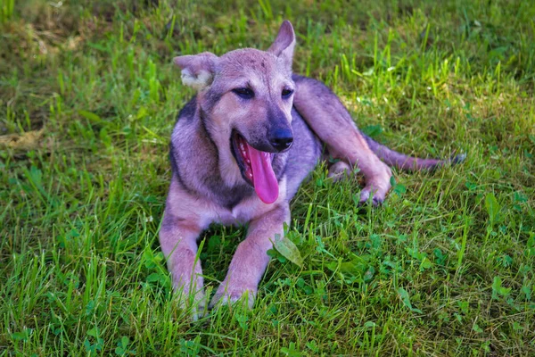 Roztomilý Šedý Pes Portrét Detailní Záběr Psa Ležícího Trávě — Stock fotografie