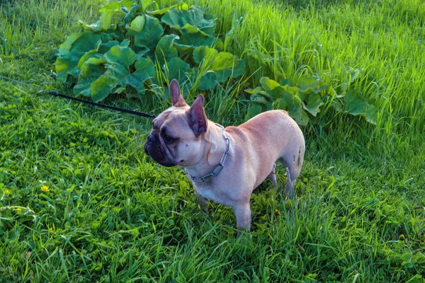 Pies Rasy French Bulldog Jasnego Koloru Spacery Lesie Zielonym Trawniku — Zdjęcie stockowe