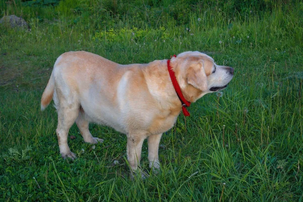 Golden Labrador Retriever Egy Zöld Füvön Tavaszi Parkban — Stock Fotó