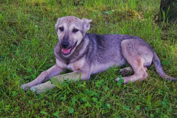 Niedlichen Grauen Hund Porträt Nahaufnahme Von Mischlingshund Gras Liegend — Stockfoto