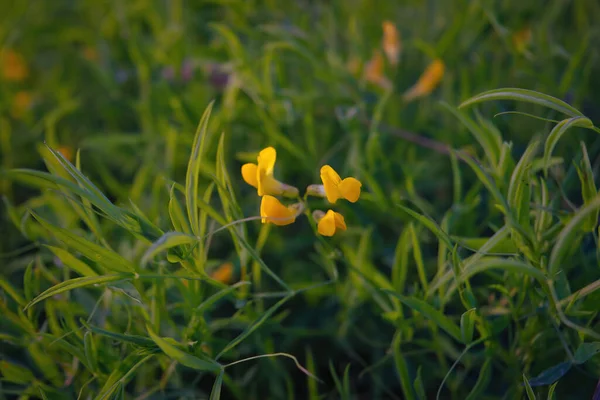 Bellissimo Fiore Giallo Sfondo Naturale Sfocato Concentrazione Morbida — Foto Stock