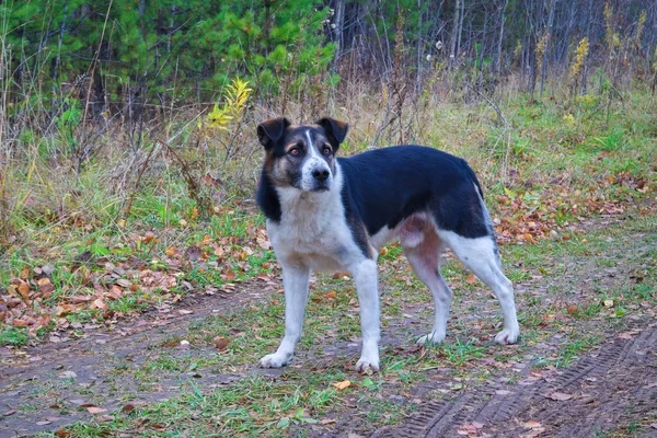 Porträt Eines Jungen Reinrassigen Hundes Beim Gassigehen Auf Einem Grünen — Stockfoto