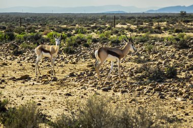 Springbok antilop (Antidorcas keseli) çayırda, Güney Afrika.