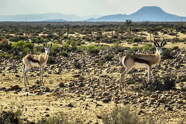 Springbok antilop (Antidorcas keseli) çayırda, Güney Afrika.