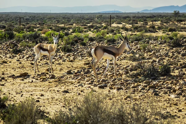 Antilope Springbok Antidorcas Marsupialis Nelle Praterie Sud Africa — Foto Stock