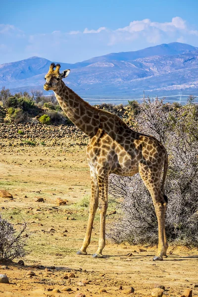 Giraffa Africana Giraffa Camelopardalis Sudafrica Giraffa Mammifero Terrestre Più Alto — Foto Stock