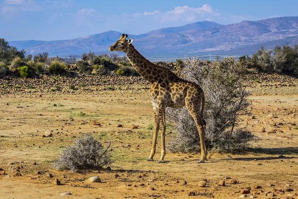 Afrika Zürafa Zürafa Camelopardalis Güney Afrika Zürafa Dünyadaki Uzun Kara — Stok fotoğraf