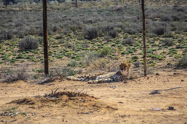 Leopardo Africano Panthera Pardus Pardus Che Riposa Nell Erba Della — Foto Stock