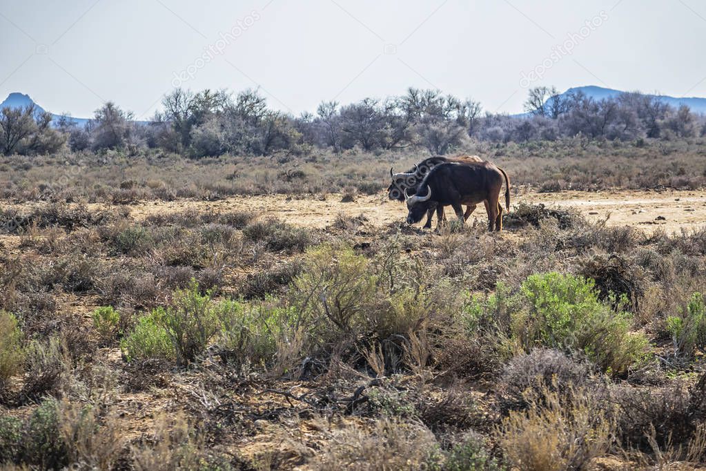 Buffalo (Syncerus caffer) in grassland, South Africa. The large and powerful Bovine / Buffalo.