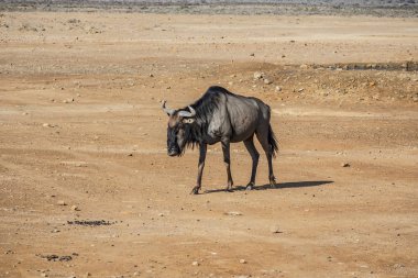 Afrikalılar Wildebeest (Connochaetes taurinus) veya sahada brindled gnu. Güney Afrika.