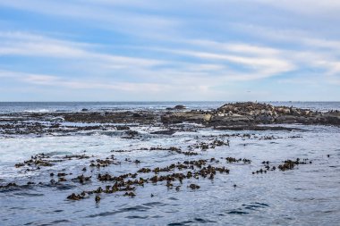Cape Town yakınlarındaki Hout Körfezi'nde Seal Adası olarak da bilinen Duiker Adası veya Duikereiland (Afrikaans) manzarası. Seal Adası'ndaki vahşi foklar kolonisi. Güney Afrika. 