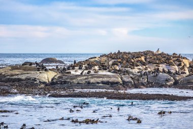 Cape Town yakınlarındaki Hout Körfezi'nde Seal Adası olarak da bilinen Duiker Adası veya Duikereiland (Afrikaans) manzarası. Seal Adası'ndaki vahşi foklar kolonisi. Güney Afrika. 