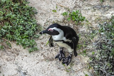 Afrika pengueni (Spheniscus demersus), Jackass pengueni ve kara ayaklı penguen olarak da bilinir - penguen türleri, Güney Afrika sularına hapsedilir. Cape Town yakınlarındaki Boulders Beach, Güney Afrika.