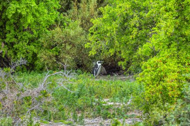 Afrika pengueni (Spheniscus demersus), Jackass pengueni ve kara ayaklı penguen olarak da bilinir - penguen türleri, Güney Afrika sularına hapsedilir. Cape Town yakınlarındaki Boulders Beach, Güney Afrika.