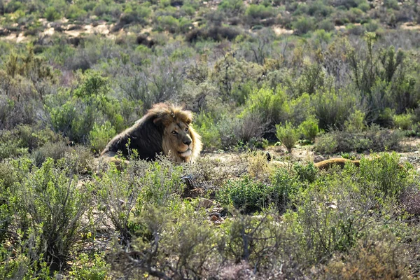 Africký Lev Panthera Leo Odpočívá Trávě Jihoafrická Republika — Stock fotografie