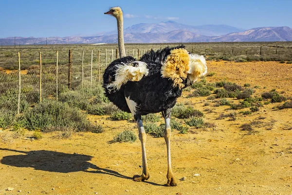 Grande Autruche Africaine Struthio Camelus Dans Les Prairies Afrique Sud — Photo