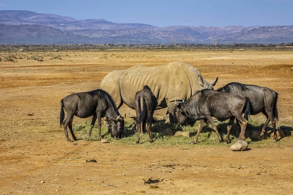 Rinoceronti Africani Gnu Mangiano Erba Sudafrica — Foto Stock