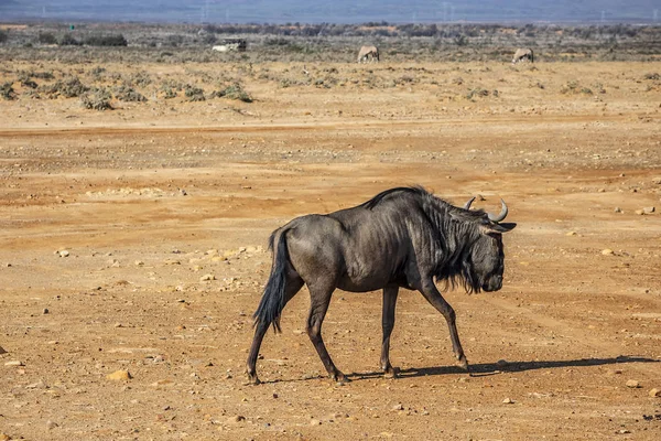 Africani Wildebeest Connochaetes Taurinus Gnu Brindled Sul Campo Sudafrica — Foto Stock