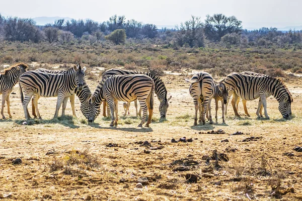 Una Mandria Zebre Zebra Equina Prato Sudafrica — Foto Stock