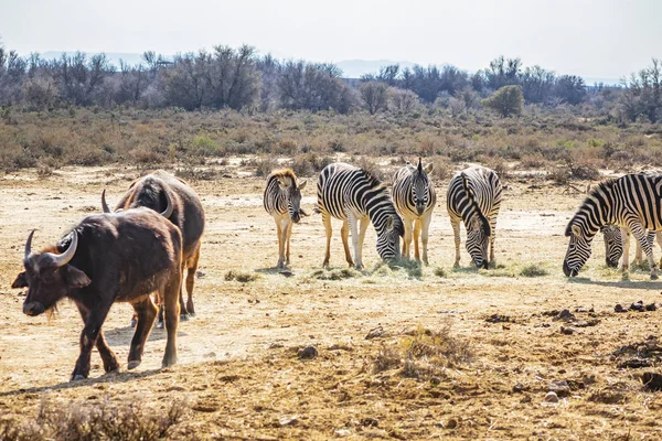 Una Mandria Zebre Zebra Equina Prato Sudafrica — Foto Stock
