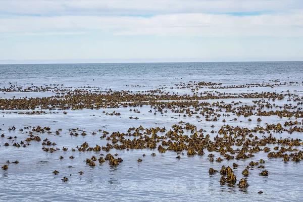 Cape Town yakınlarındaki Hout Körfezi'nde Seal Adası olarak da bilinen Duiker Adası veya Duikereiland (Afrikaans) manzarası. Seal Adası'ndaki vahşi foklar kolonisi. Güney Afrika. 