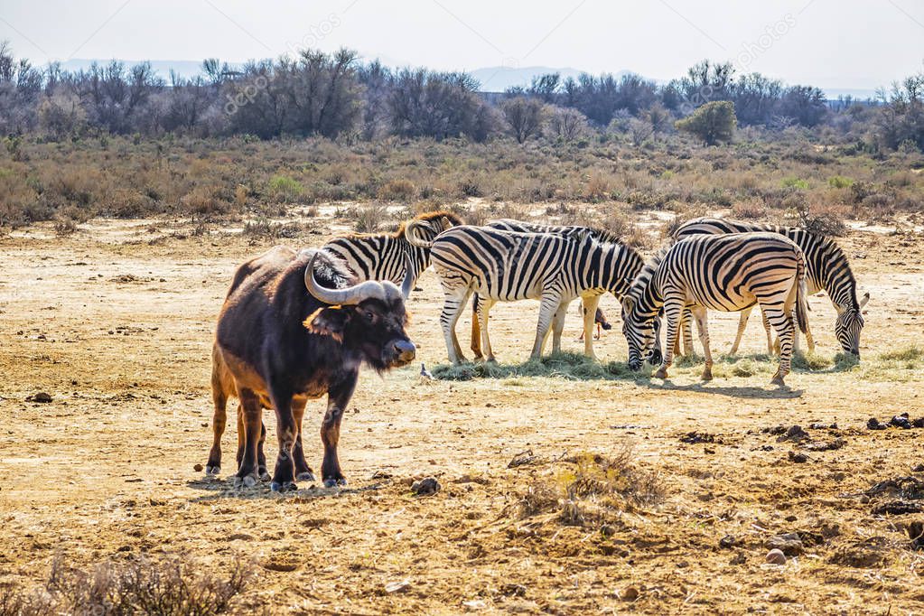 A herd of Zebras (Equus zebra zebra) in a meadow. South Africa. 