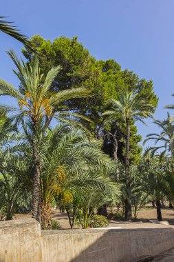 İspanya 'nın Elche (Elx) kenti palmiye ağaçları ile ünlüdür. Palmeral of Elche (veya Palm Grove of Elche, yaklaşık 70.000 palmiye) - Avrupa 'nın en güney palmiye bahçesi. Elche, İspanya.