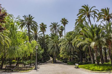 İspanya 'nın Elche (Elx) kenti palmiye ağaçları ile ünlüdür. Palmeral of Elche (veya Palm Grove of Elche, yaklaşık 70.000 palmiye) - Avrupa 'nın en güney palmiye bahçesi. Elche, İspanya.