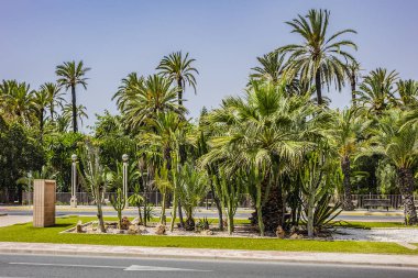 İspanya 'nın Elche (Elx) kenti palmiye ağaçları ile ünlüdür. Palmeral of Elche (veya Palm Grove of Elche, yaklaşık 70.000 palmiye) - Avrupa 'nın en güney palmiye bahçesi. Elche, İspanya.