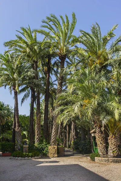 Spaanse Stad Elche Elx Beroemd Palmbomen Palmeral Van Elche Palm — Stockfoto