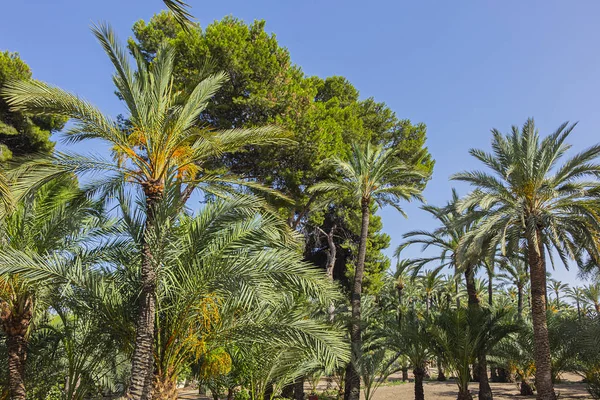 Spaanse Stad Elche Elx Beroemd Palmbomen Palmeral Van Elche Palm — Stockfoto