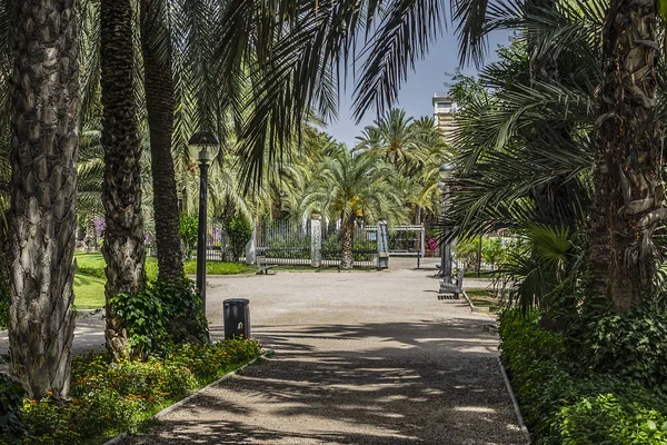 Spaanse Stad Elche Elx Beroemd Palmbomen Palmeral Van Elche Palm — Stockfoto