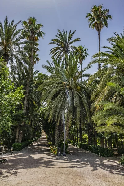 Spaanse Stad Elche Elx Beroemd Palmbomen Palmeral Van Elche Palm — Stockfoto