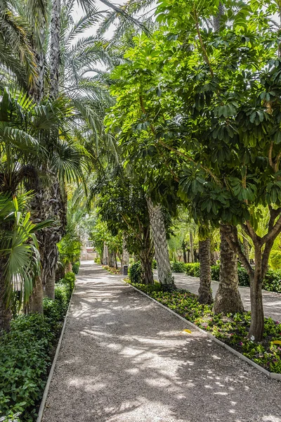 Cidade Espanhola Elche Elx Famosa Pelas Florestas Palmeiras Palmeral Elche — Fotografia de Stock