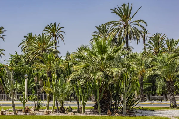 Spaanse Stad Elche Elx Beroemd Palmbomen Palmeral Van Elche Palm — Stockfoto