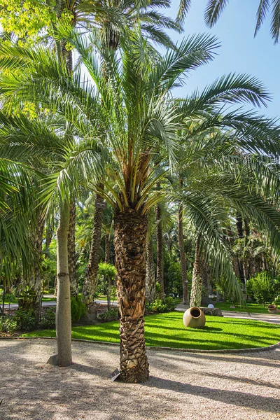 Spaanse Stad Elche Elx Beroemd Palmbomen Palmeral Van Elche Palm — Stockfoto