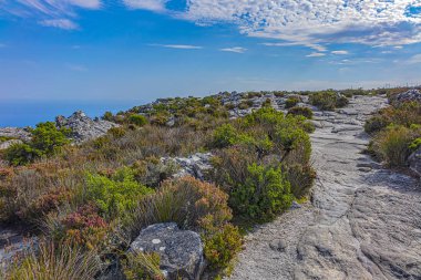 Masa Dağı 'nın tepesinde. Table Dağı, Cape Town 'a bakan Güney Afrika' nın en ikonik simgesidir. Cape Town Güney Afrika.
