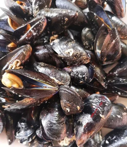 Taze deniz ürünlerini kapatın.