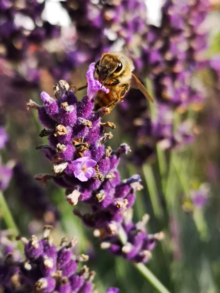 Bijen Lavendelbloem — Stockfoto