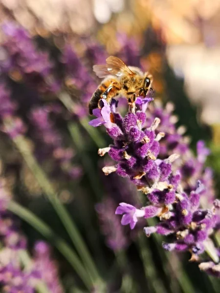 在薰衣草花上的蜜蜂 — 图库照片