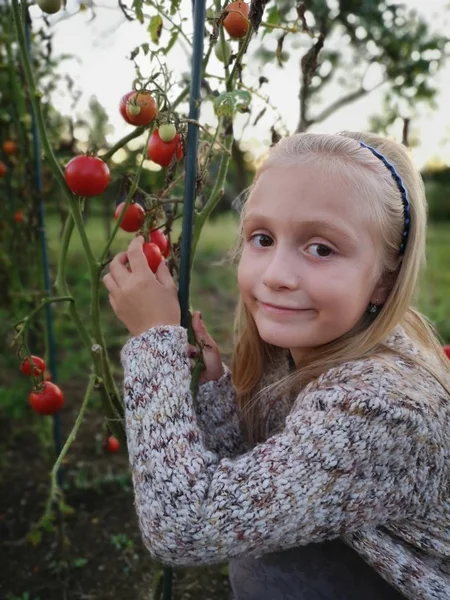 Meisje Oogst Tomaten Kas — Stockfoto