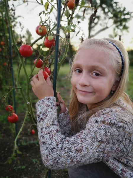 Menina Colhe Tomates Estufa — Fotografia de Stock