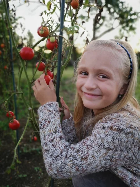 Petite Fille Récolte Des Tomates Serre — Photo