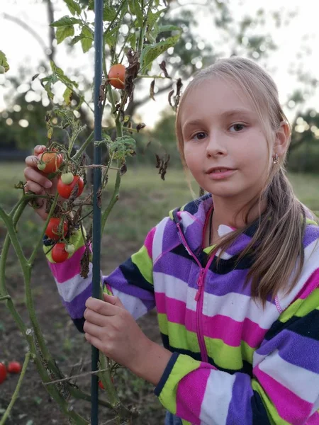 Mała Dziewczynka Zbiera Pomidory Szklarni — Zdjęcie stockowe