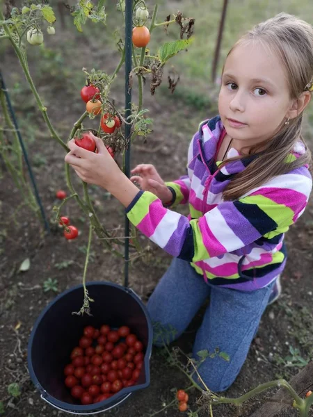 女の子は温室でトマトを収穫する — ストック写真