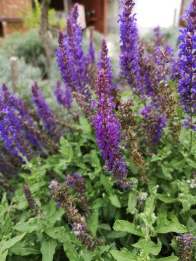 Bahçedeki güzel mor çiçekler