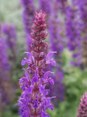 Bahçedeki güzel mor çiçekler