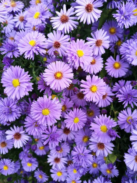 花园里美丽的紫色花朵 — 图库照片