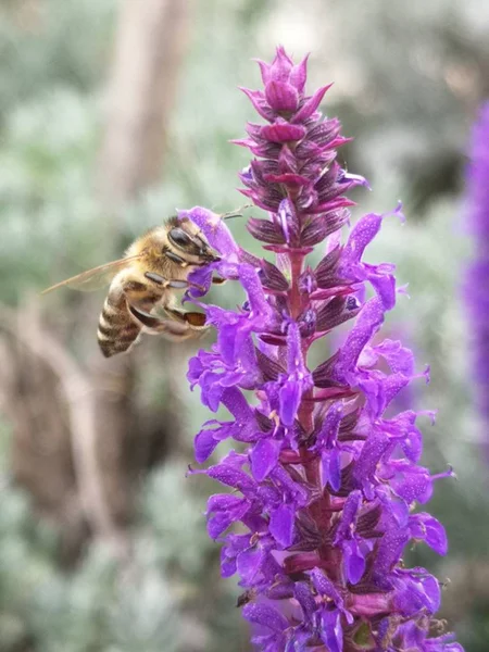 Пчела Собирает Пыльцу Фиолетового Цветка Закрывается — стоковое фото