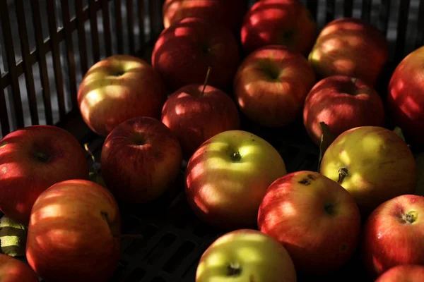 Röd Och Svart Äpplen Plastlåda — Stockfoto